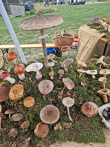 klein1_Parasol_20260913_111131.jpg desc