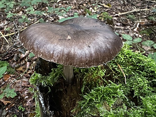 klein1_Rehbrauner_Dachpilz_IMG_4191.jpg desc