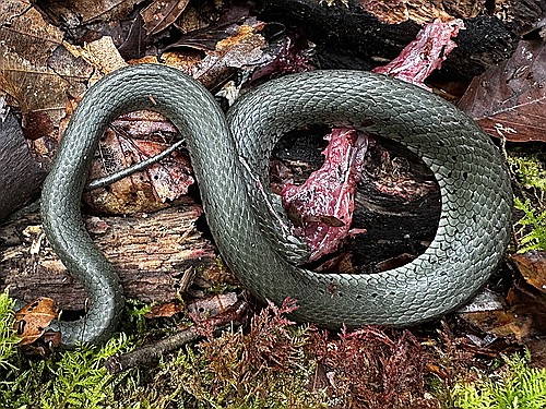 klein1_Ringelnatter_IMG_4543.jpg desc