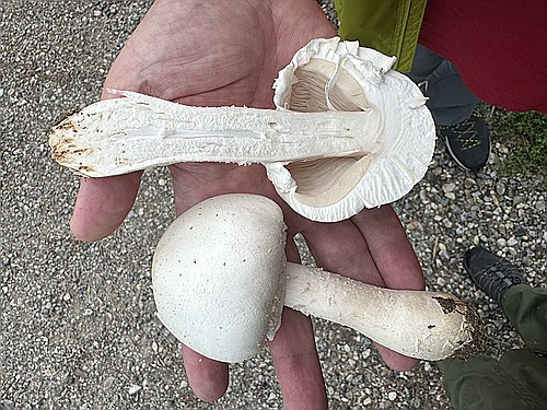 klein1_Weisser_Anis-Champignon.jpg desc