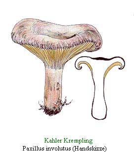 Kahler Krempling           Paxillus involutus (Handskizze) 